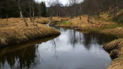 Spring forest nature sounds