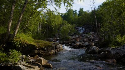 Summer forest landscape video