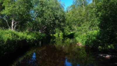 Summer forest nature sounds