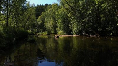 Summer forest nature sounds