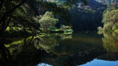 Summer forest with bird sounds