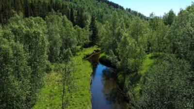 Summer landscape with forest nature sounds