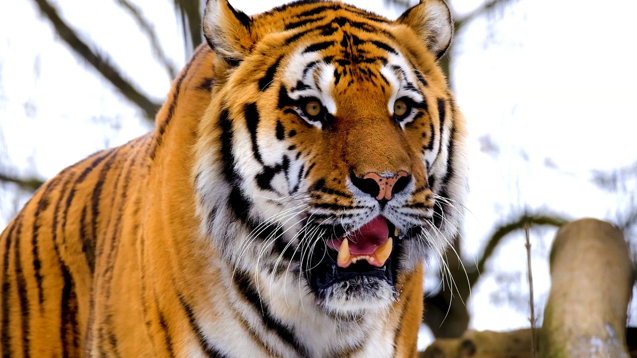 Tigers Roaring And Growling Nature Sounds TV Tigers Roaring And Growling Nature Sounds TV