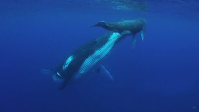 Underwater sounds with whales