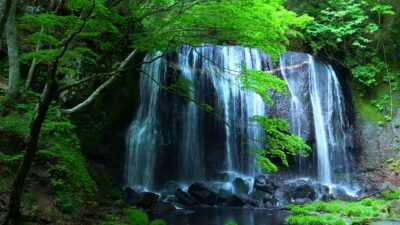 Waterfall in a green forest