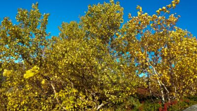 Wind blowing in the autumn trees