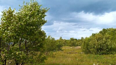 Wind blowing in the trees nature sound