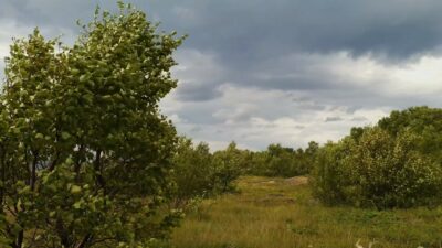 Wind blowing nature sound